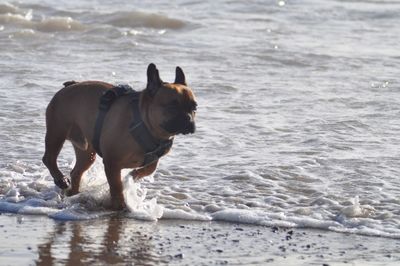 Dog running on beach