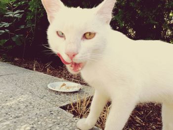 Portrait of cat eating food