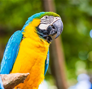 Close-up of a parrot