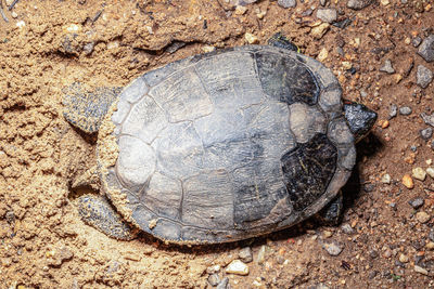 High angle view of shell on field