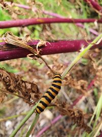Close-up of insect on plant