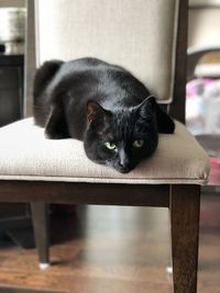 Black cat sitting on table at home