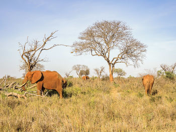 Horse grazing on field against clear sky