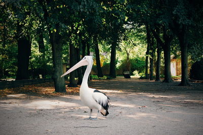 Pelican perching on field against trees at zoo