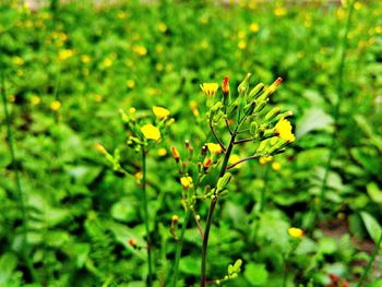 Close-up of flower buds on field