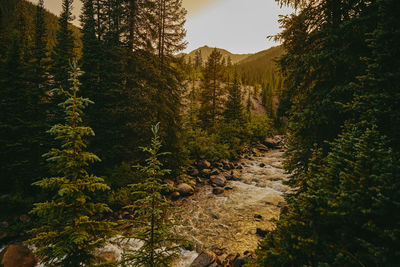 Golden sunset over river bank surrounded by pines near aspen, colorado