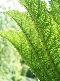 Close-up of green leaves