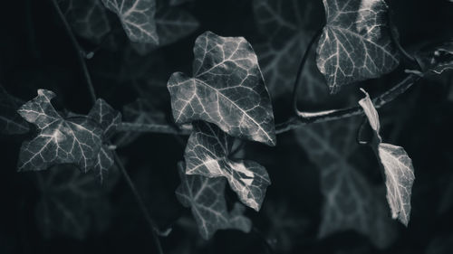 Close-up of dried leaves