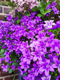 Close-up of purple flowers blooming outdoors