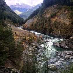 Scenic view of river flowing through forest