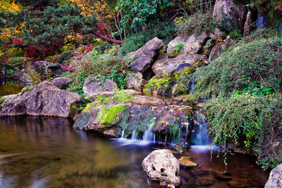 River amidst trees in forest