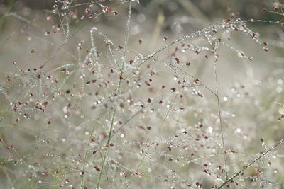 Close-up of wet cherry blossom during rainy season