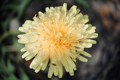 Close-up of yellow flower