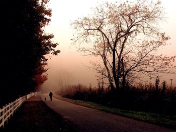 Bare trees at sunset