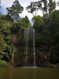 Scenic view of waterfall in forest