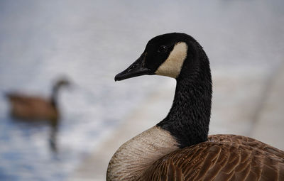 Close-up of duck