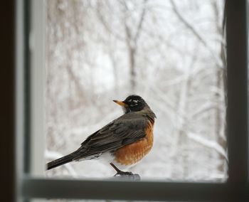 Robin seen through window in winter