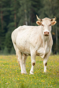 animal