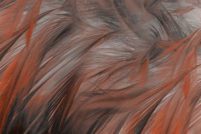 Beautiful brown orange feather texture pattern background