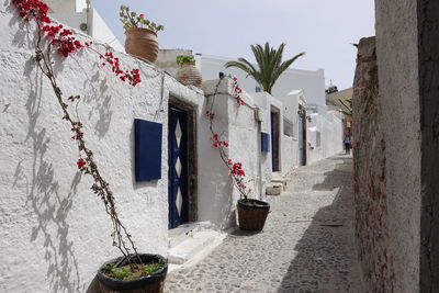 Potted plants by building