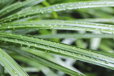 Close-up of wet plant during rainy season