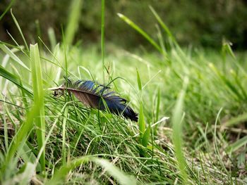 Close-up of lizard on field