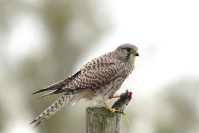 Close-up of bird perching on wood