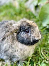 Close-up of an animal on field