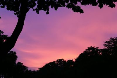 Silhouette of trees at sunset