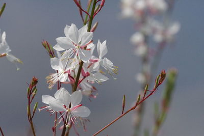 Close-up of white cherry blossom tree