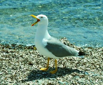 Bird in water