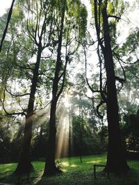 Trees in forest