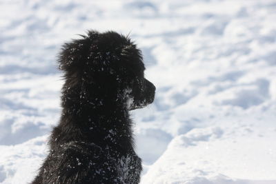 Dog on snow covered land