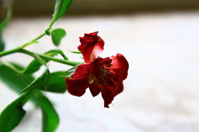 Close-up of red rose plant