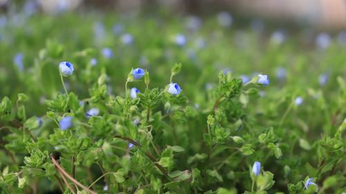 Close-up of purple flowering plants on land