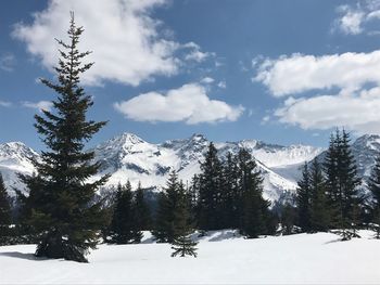 Pine trees on snowcapped mountains against sky