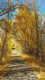 Road amidst trees in forest during autumn