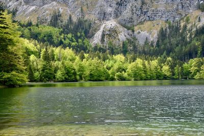 Scenic view of pine trees by lake in forest