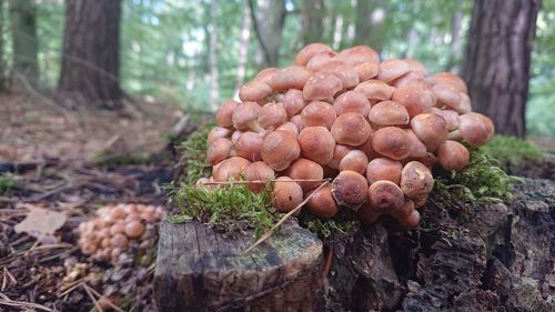 Close-up of mushrooms growing on tree trunk in forest