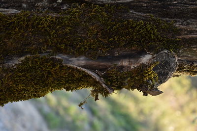 High angle view of lizard on tree