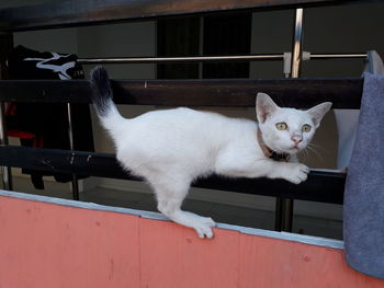 Portrait of white cat sitting on floor