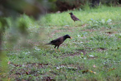 Bird on a field