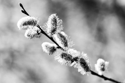 Close-up of snow on plant