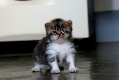 Portrait of kitten on floor