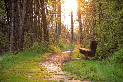 Empty bench in forest