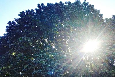 Low angle view of trees against sky