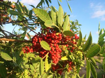 Low angle view of red berries on tree