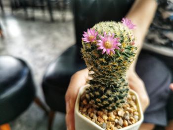 Cropped hand holding pineapple