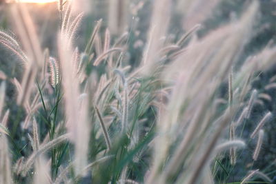 Close-up of stalks in field