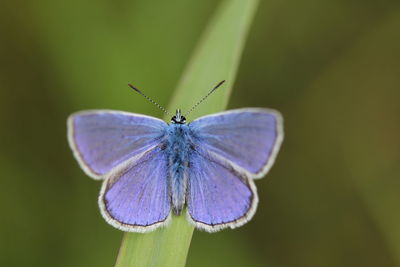 Close-up of butterfly on flower